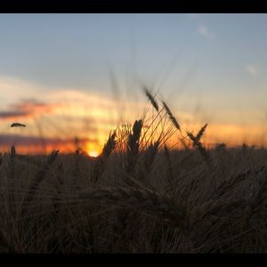 Meet your Posher, Yvonne